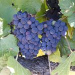 Wine Buffs Tour - Yarra Valley & Mornington 